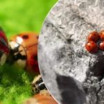 Crescute și aruncate din avioane: după lăcuste, Ucraina este atacată
