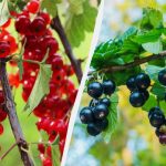 Cum să plantați în mod corespunzător coacăze în toamnă, astfel