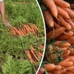 Cum să știți când morcovii sunt coapte – cele mai