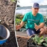 Este posibil: un cultivator dacha a dezvăluit o modalitate simplă