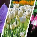 Expertul numește 7 plante care merită plantate în grădină în