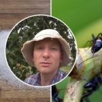 Furnicile vor dispărea într-o săptămână: cel mai bun mod de