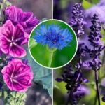 O grădină vie fără griji: ce flori seamănă, cresc și