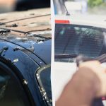 Păsările nu vor mai face rahat pe automobile: iată ce