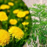 Portulaca, iarbă de grâu, ambrozie: cum să scapi de buruieni