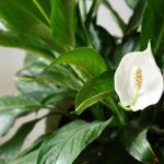 Spathiphyllum blackens: cum să salvați fericirea feminină de la putrezire